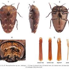 Attēlu rezultāti vaicājumam “Cucujus cinnaberinus larva”