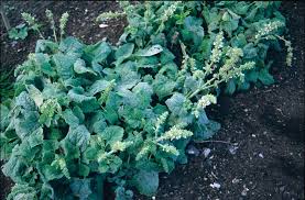 Attēlu rezultāti vaicājumam “Salvia verticillata”