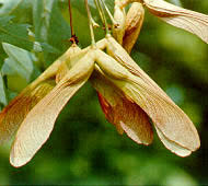 Attēlu rezultāti vaicājumam “Acer saccharinum fruit”