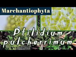 Attēlu rezultāti vaicājumam “Ptilidium pulcherrimum”