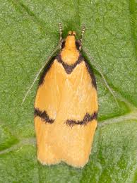 Attēlu rezultāti vaicājumam “Depressariidae”