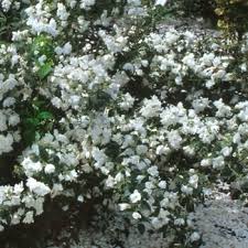 Attēlu rezultāti vaicājumam “Philadelphus lemoinei”