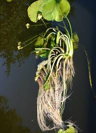 Attēlu rezultāti vaicājumam “Nuphar lutea fruit”