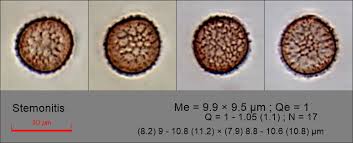 Attēlu rezultāti vaicājumam “Stemonitis axifera spores”