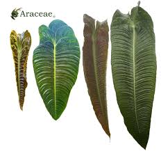 Attēlu rezultāti vaicājumam “Araceae”