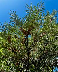Attēlu rezultāti vaicājumam “Hippophae rhamnoides”
