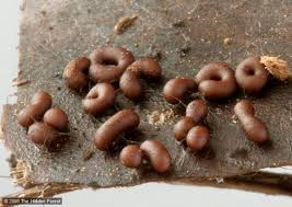 Attēlu rezultāti vaicājumam “Trichia contorta spores”