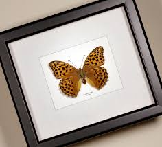 Attēlu rezultāti vaicājumam “Argynnis paphia pupa”