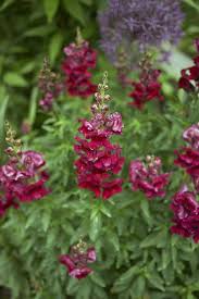 Attēlu rezultāti vaicājumam “Antirrhinum majus leaf”