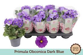 Image result for Primula obconica
