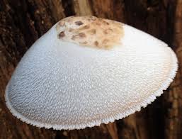 Attēlu rezultāti vaicājumam “Volvariella bombycina”