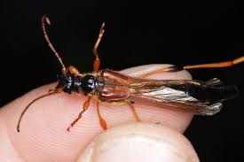 Attēlu rezultāti vaicājumam “Necydalis major”