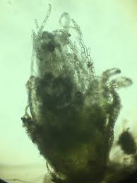 Attēlu rezultāti vaicājumam “Kurzia pauciflora”