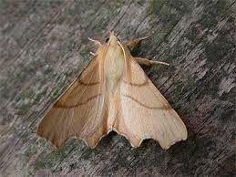 Attēlu rezultāti vaicājumam “Ennomos erosaria”