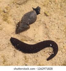 Attēlu rezultāti vaicājumam “Haemopis sanguisuga”