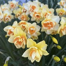 Attēlu rezultāti vaicājumam “Narcissus”