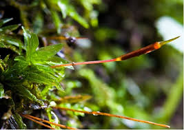 Attēlu rezultāti vaicājumam “Atrichum undulatum sporophyte”