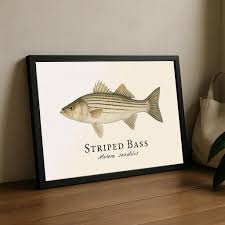 Image result for Morone saxatilis