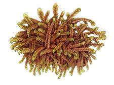 Attēlu rezultāti vaicājumam “Scorpidium revolvens”