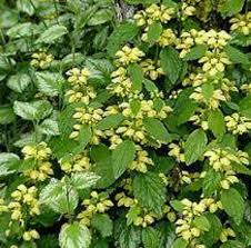 Attēlu rezultāti vaicājumam “Lamiastrum galeobdolon bud”