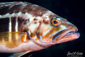 Image result for Serranus atricauda