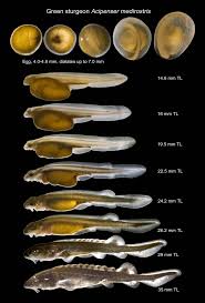 Image result for Acipenser medirostris