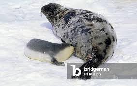 Image result for Cystophora cristata