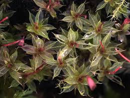 Attēlu rezultāti vaicājumam “Tortula truncata sporophyte”