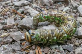 Attēlu rezultāti vaicājumam “Sphinx pinastri larva”