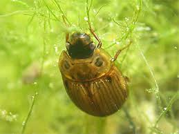 Attēlu rezultāti vaicājumam “Enochrus affinis”