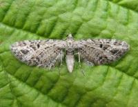 Attēlu rezultāti vaicājumam “Eupithecia exiguata”