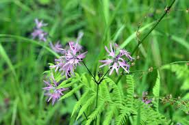 Attēlu rezultāti vaicājumam “Lychnis flos-cuculi flower”