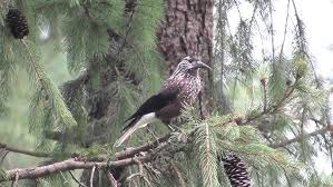 Attēlu rezultāti vaicājumam “Nucifraga caryocatactes adult”