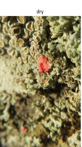 Attēlu rezultāti vaicājumam “Illosporiopsis christiansenii”