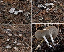 Attēlu rezultāti vaicājumam “Clitocybe nebularis”