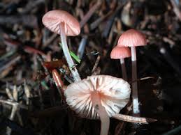 Attēlu rezultāti vaicājumam “Mycena rosella”