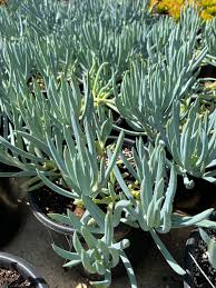 Attēlu rezultāti vaicājumam “Senecio”