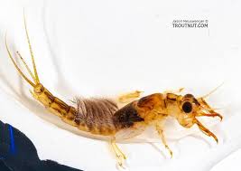 Attēlu rezultāti vaicājumam “Ephemera sp.”