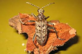 Attēlu rezultāti vaicājumam “Rhagium inquisitor”