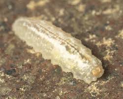 Attēlu rezultāti vaicājumam “Syrphus sp. imago”