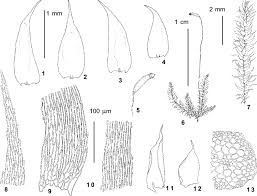Attēlu rezultāti vaicājumam “Herzogiella seligeri”