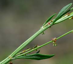 Attēlu rezultāti vaicājumam “Rumex acetosa bud”
