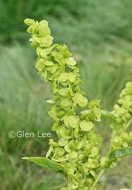 Image result for Atriplex hortensis