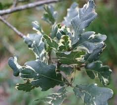 Attēlu rezultāti vaicājumam “Quercus robur”