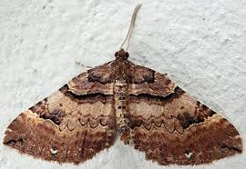 Attēlu rezultāti vaicājumam “Earophila badiata”