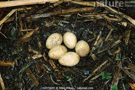 Attēlu rezultāti vaicājumam “Podiceps cristatus nest”