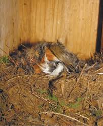 Attēlu rezultāti vaicājumam “Erithacus rubecula adult”