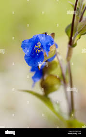 Attēlu rezultāti vaicājumam “Commelina coelestis flower”