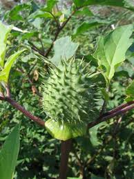 Attēlu rezultāti vaicājumam “Datura stramonium fruit”