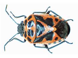 Attēlu rezultāti vaicājumam “Eurydema dominulus imago”